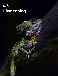 Lívmenning