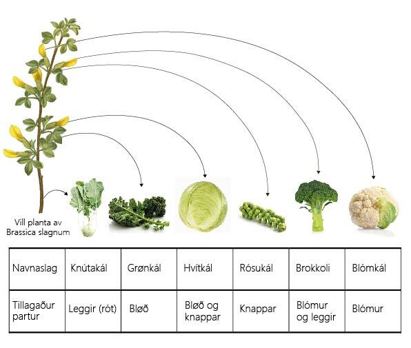 Krossblómusløg