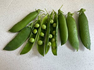 Ertnablómusløg